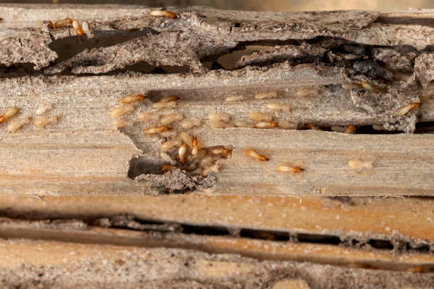 Pest Control Cost in Knob Noster, MO