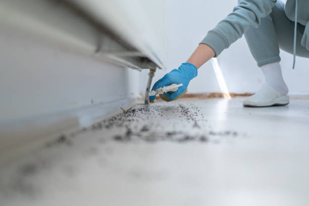 Best Flea Control Services  in Knob Noster, MO